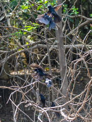 Lampropsar tanagrinus