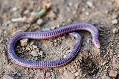 Blanus tingitanus
