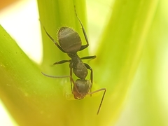 Camponotus novogranadensis