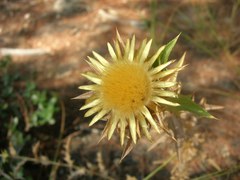 Carlina lanata