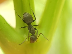 Camponotus novogranadensis