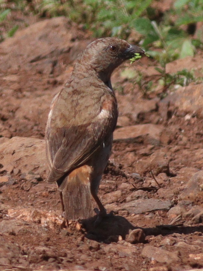 Parrot-billed Sparrow (Passer gongonensis)