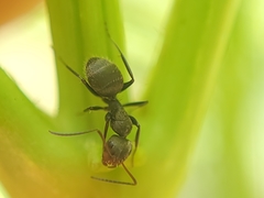 Camponotus novogranadensis
