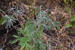 Lupinus