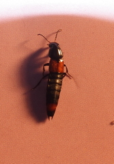 Astrapaeus ulmi