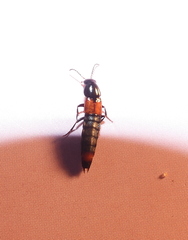 Astrapaeus ulmi