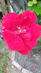 Rosa