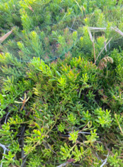 Myoporum parvifolium