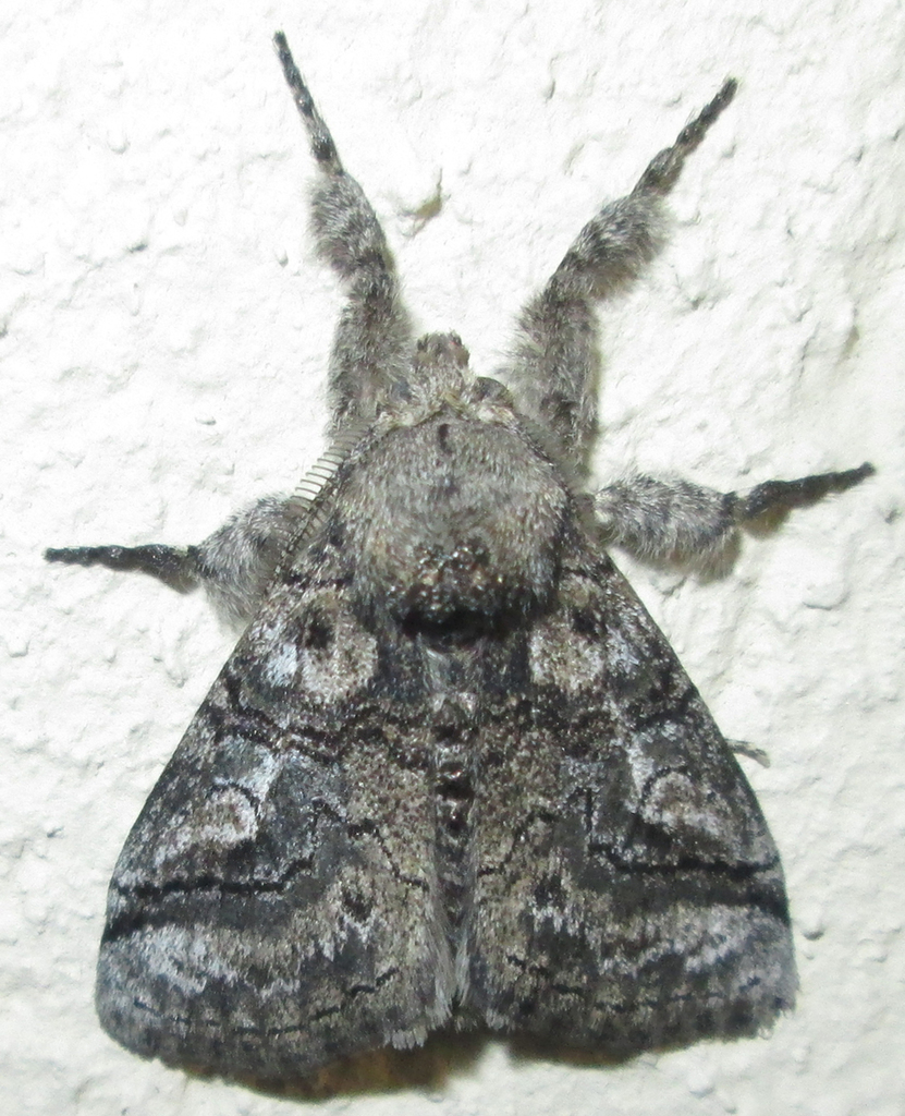 Lunate Tussock