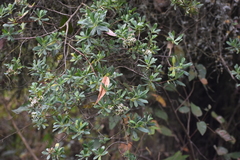 Escallonia resinosa