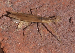 Pnirontis modesta