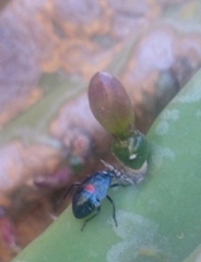 Stenomacra marginella