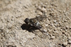 Aphoebantus interruptus