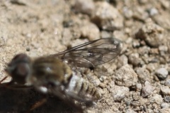 Aphoebantus interruptus