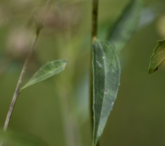 Baccharis vulneraria