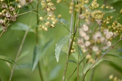 Baccharis vulneraria