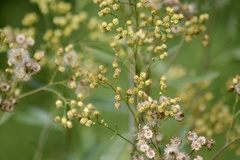 Baccharis vulneraria