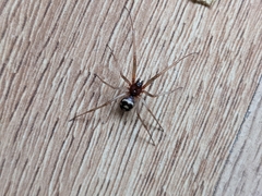 Steatoda grossa