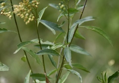 Baccharis vulneraria