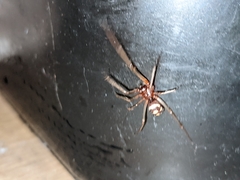 Steatoda grossa