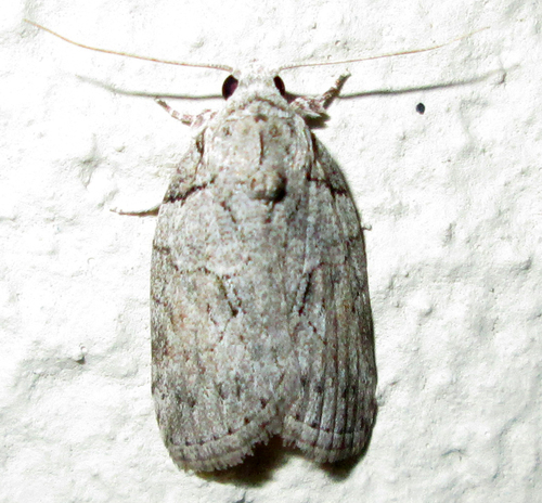 Pardasena virgulana Mabille, 1880