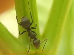 Camponotus novogranadensis