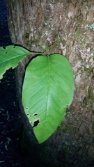 Magnoliaceae