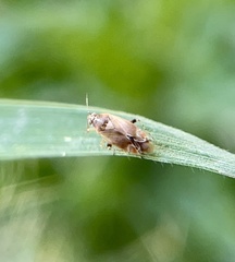 Vesperocoris paddocki