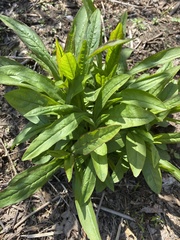 Callilepis laureola