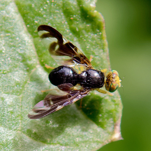 Celery Fly, photo 6 of 10