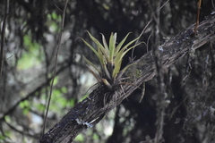 Bromeliaceae