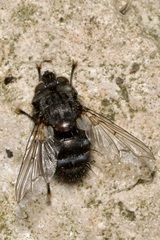 Bothria frontosa