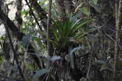 Bromeliaceae