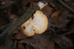 Neofavolus americanus