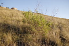 Dodonaea viscosa angustifolia