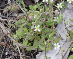 Cerastium subtetrandrum