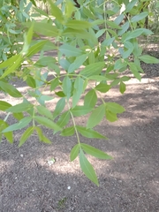 Fraxinus angustifolia