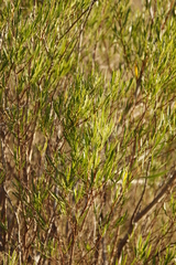 Dodonaea viscosa angustifolia