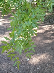 Fraxinus angustifolia