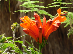 Tecomaria capensis