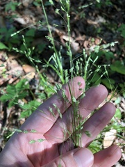 Poa autumnalis