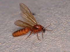 Labidus coecus