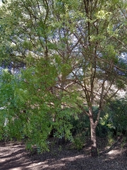 Fraxinus angustifolia