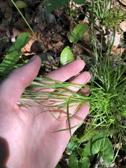 Poa autumnalis
