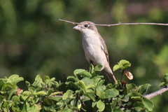 Lanius isabellinus