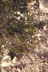 Falkia