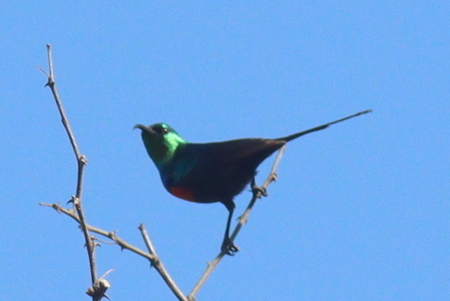 Black-bellied Sunbird (Cinnyris nectarinioides), photo 3