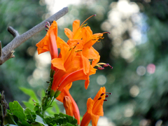 Tecomaria capensis