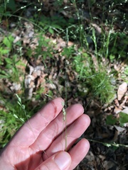 Poa autumnalis