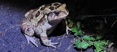 Sclerophrys pardalis